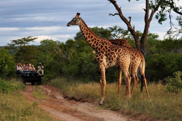 African Adventure: Fun and Amazing Things to do on an African Safari