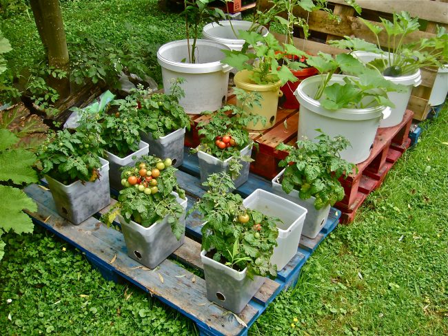 Optimizing Plant Growth with Container Gardening