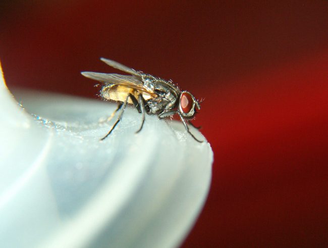 5 Tips to Keep Houseflies away from Your Home