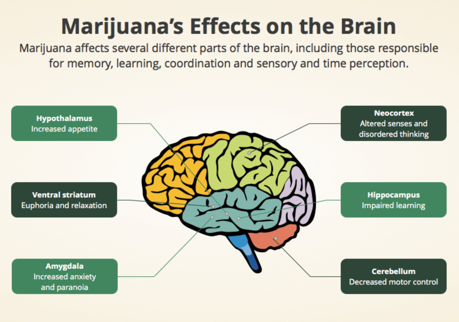 Воздействие марихуаны на мозг. Влияние каннабиноидов на мозг. Марихуана и мозг. Когнитивные функции мозга. Brain effect