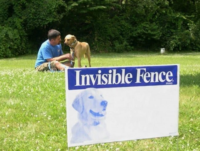 Can an Invisible Dog Fence Keep your Dog Safe?