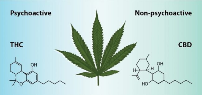 Understanding the Differences between CBD and Typical Cannabis