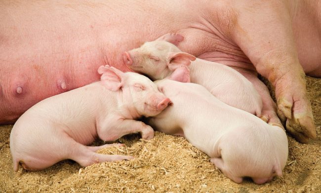 Weaning Piglets Successfully 