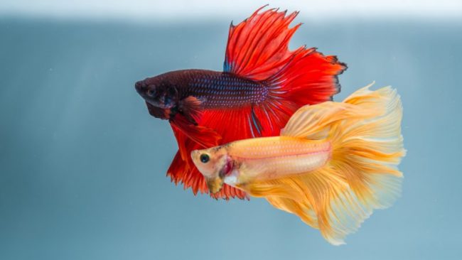 Betta Fish: A Fun and Easy Pet for Your Family