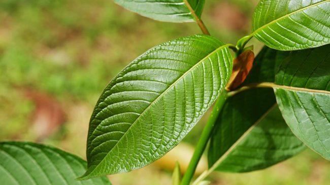 Discover The Incredible Healing Power Of Kratom