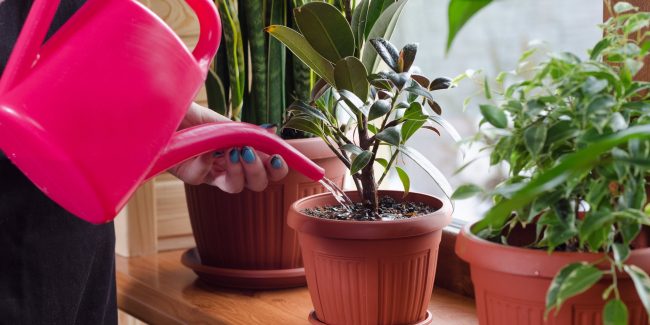 Beginner’s Guide on How to Take Care of Houseplants