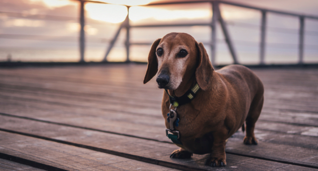 CBD Oil for Dogs: Is CBD Oil Really Safe for My Dog?