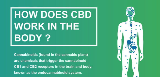 How Does the Human Body Process CBD?
