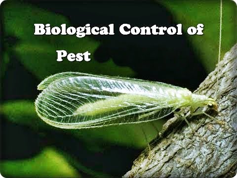 Pest Control by Biological Methods in Agricultural Crops