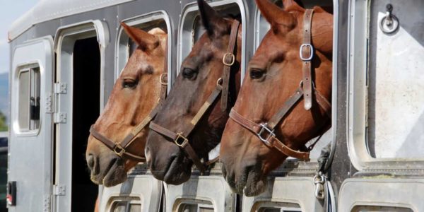 A beginner’s guide to transporting a horse in a trailer or horsebox