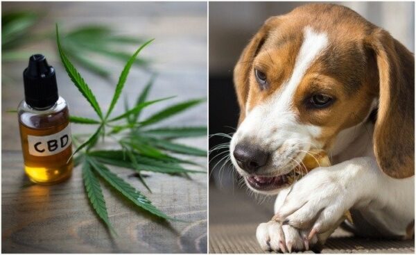 A Useful Guide To CBD Oil For Pets