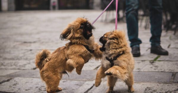 6 Tips to Control Your Dog Aggression Behavior