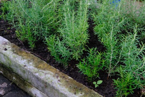 The 3 surprising benefits of using rosemary leaf in your skin care regimen!
