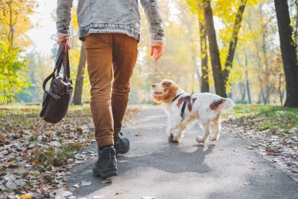 Is It Better To Walk Your Dog With or Without A Leash?
