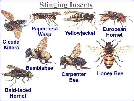 Stinging Pests 101: Your Guide To Stinging Insects