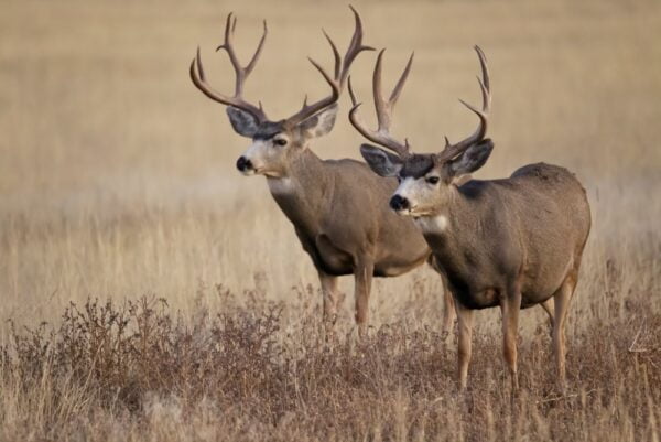 4 Hunting Tips for Texas High Desert Mule Deer