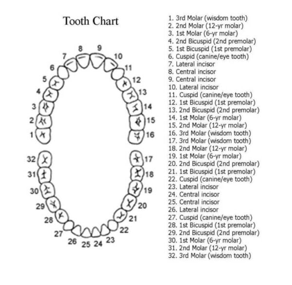 What Is The Tooth Numbering System?