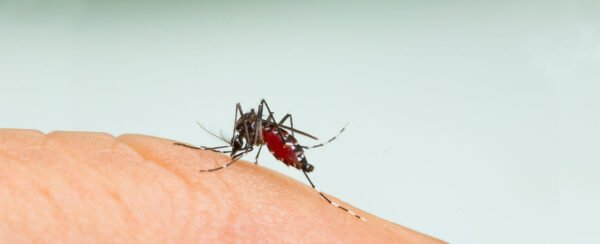 How to Stay Safe from Dengue Fever