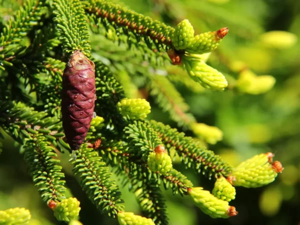 The Majestic Growth of Picea orientalis: A Versatile Evergreen for Every Landscape