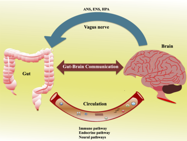 Gut-Brain Link: Boosting Digestive Health and Mental Well-Being