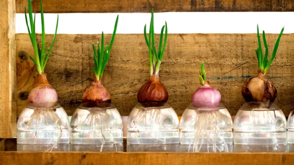 Hydroponic Indoor Gardening: Can You Grow Food Indoors Without Soil?